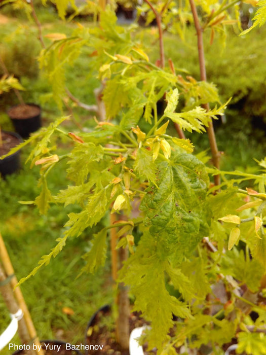 Tilia platyphyllos x euchora 'Henryk Eder' Dwarf Cut-Leaf Linden
