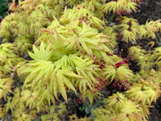 - Acer palmatum 'Mayday' Rare Dwarf Japanese Maple - Mr Maple │ Buy Japanese Maple Trees
