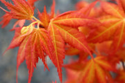 - Acer palmatum 'Kristin's Star' Japanese Maple - Mr Maple │ Buy Japanese Maple Trees