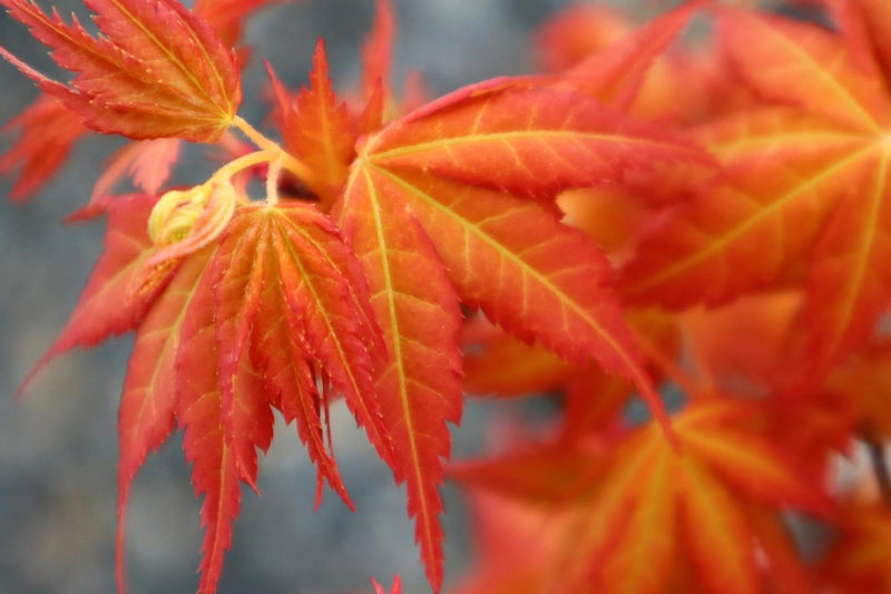 - Acer palmatum 'Kristin's Star' Japanese Maple - Mr Maple │ Buy Japanese Maple Trees