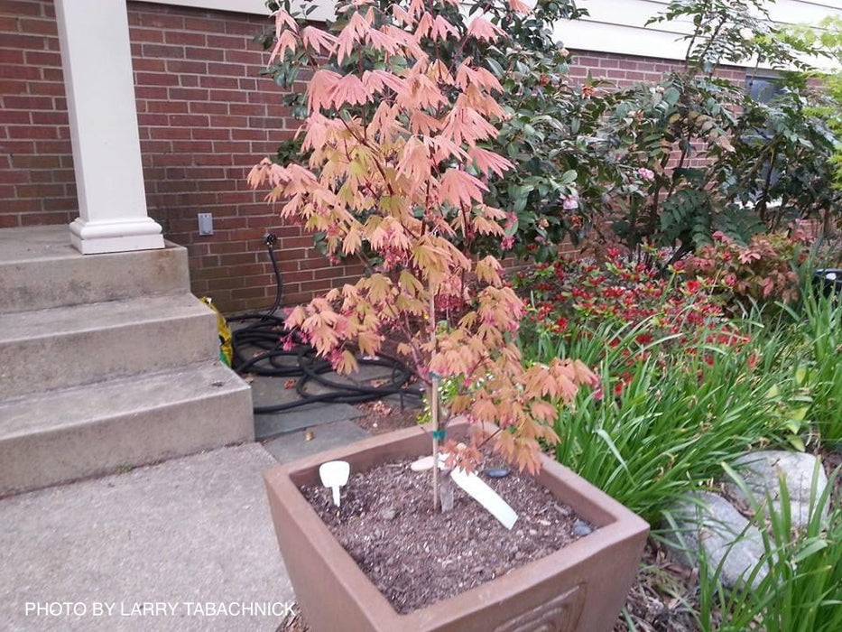 Acer circinatum 'Kisetsu dore' Japanese Maple