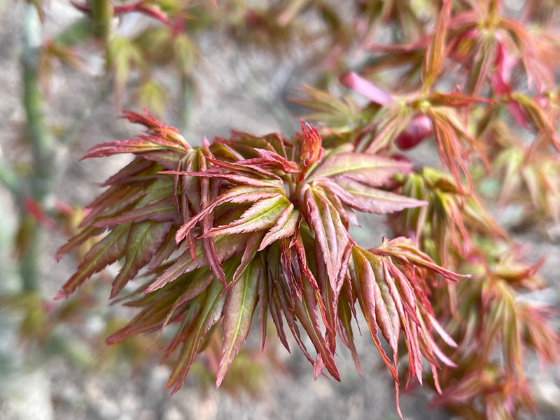 - Acer palmatum 'Koi' Dwarf Japanese Maple - Mr Maple │ Buy Japanese Maple Trees