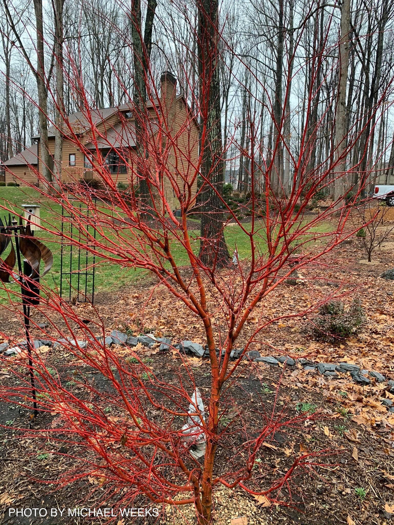 - Acer palmatum 'Sango kaku' Coral Bark Japanese Maple - Mr Maple │ Buy Japanese Maple Trees