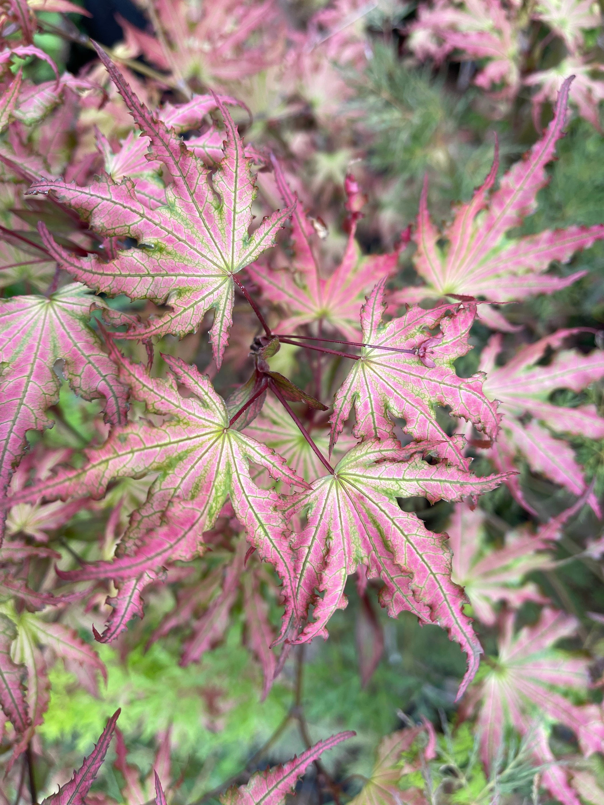 Buy Acer palmatum 'Firefly' Japanese Maple — Mr Maple │ Buy Japanese ...