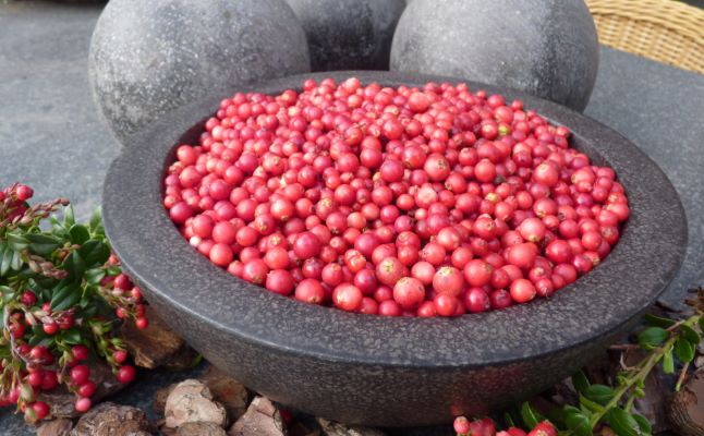 Vaccinium vitus-idaea ‘Red Candy’ Lingonberry Bush