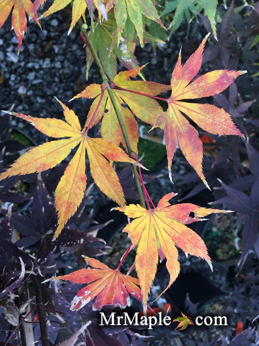 Acer palmatum 'Tsukabane' Japanese Maple