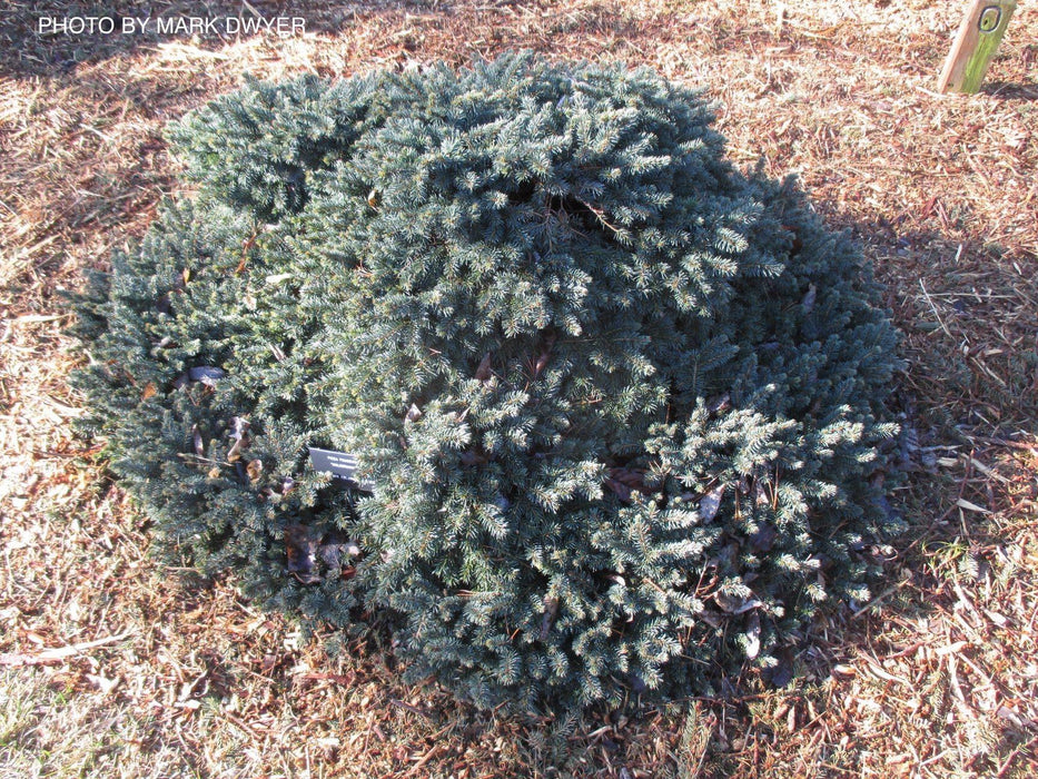 Picea pungens ‘Waldbrunn' Miniature Colorado Blue Spruce