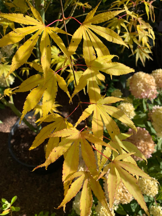 Acer palmatum 'Peridot Flame' Japanese Maple