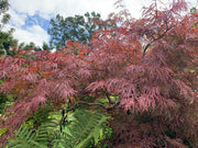 - Acer palmatum 'Red Dragon' Dwarf Japanese Maple - Mr Maple │ Buy Japanese Maple Trees