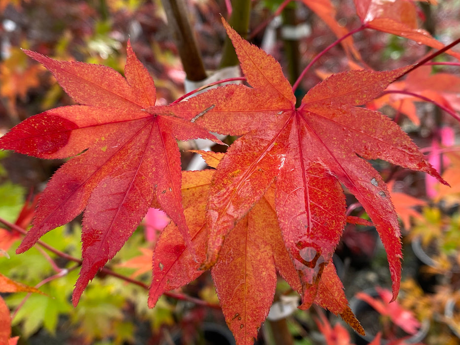 Acer palmatum 'Hogyoku' Japanese Maple