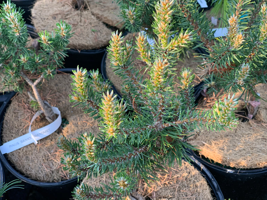 Pinus banksiana 'Manomet' Dwarf Jack Pine
