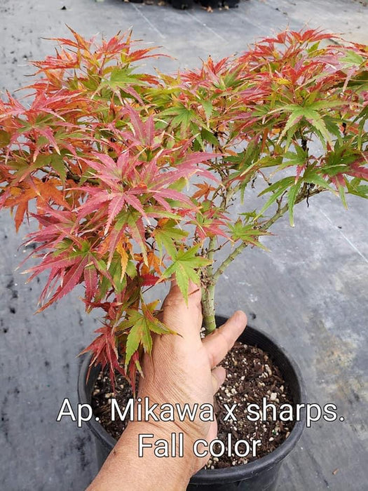 Acer palmatum 'Mikawa x sharps'  Dwarf Japanese Maple