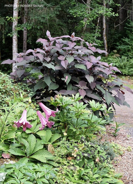 Hydrangea aspera ‘Burgundy Bliss’ Purple Leaf Form Hydrangea