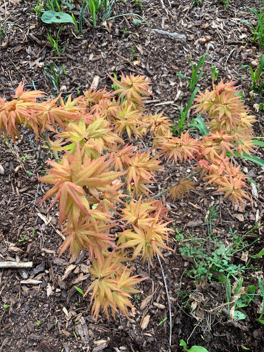 Acer palmatum 'Munnkawa yatsubusa' Rare Dwarf Japanese Maple