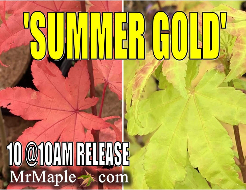 - Acer palmatum 'Summer Gold' Japanese Maple - Mr Maple │ Buy Japanese Maple Trees