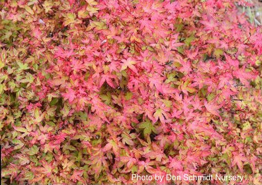Acer palmatum 'Otaha' Dwarf Pink Japanese Maple