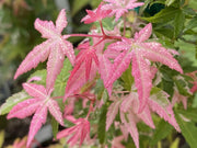 - Acer palmatum 'Ilarian' Japanese Maple - Mr Maple │ Buy Japanese Maple Trees