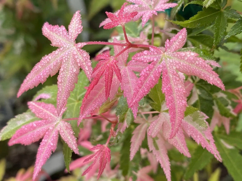 - Acer palmatum 'Ilarian' Japanese Maple - Mr Maple │ Buy Japanese Maple Trees