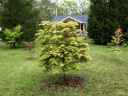 - Acer palmatum 'Osakazuki' Japanese Maple - Mr Maple │ Buy Japanese Maple Trees