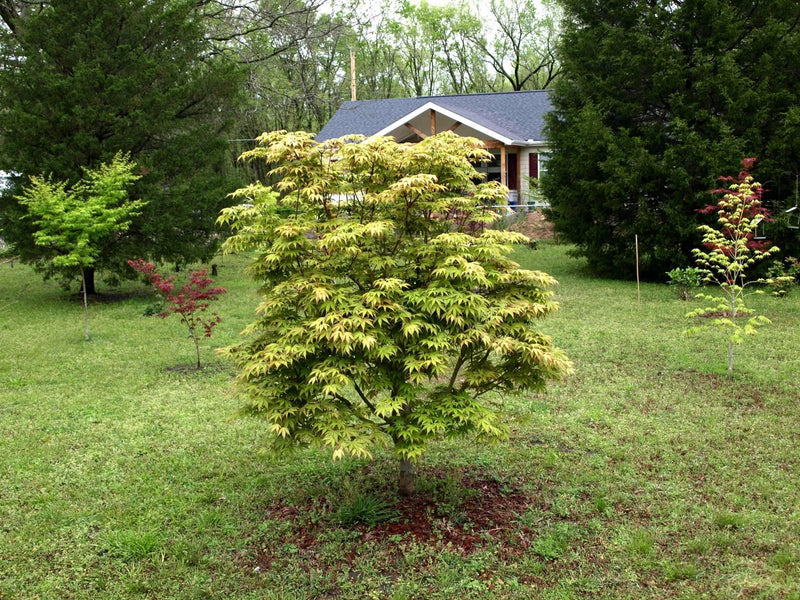 - Acer palmatum 'Osakazuki' Japanese Maple - Mr Maple │ Buy Japanese Maple Trees