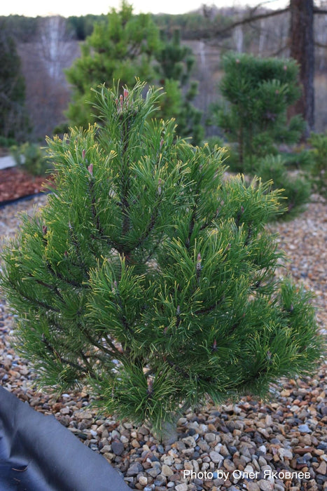 Pinus mugo 'Yellow Point’ Evergreen Mugo Pine Tree