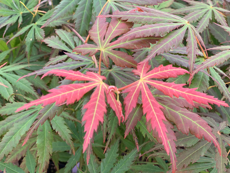 - Acer shirasawanum 'Bronze Age' Bronze Full Moon Japanese Maple - Mr Maple │ Buy Japanese Maple Trees