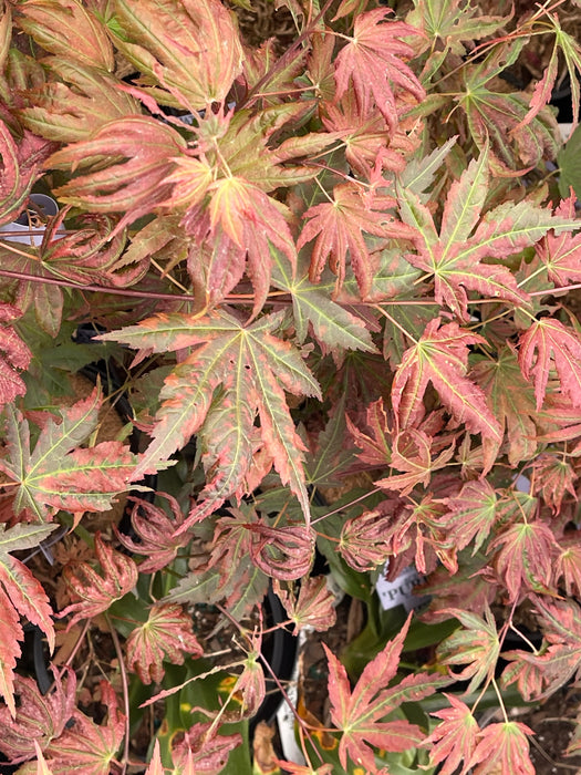 Acer palmatum x 'Purple Curl' Japanese Maple
