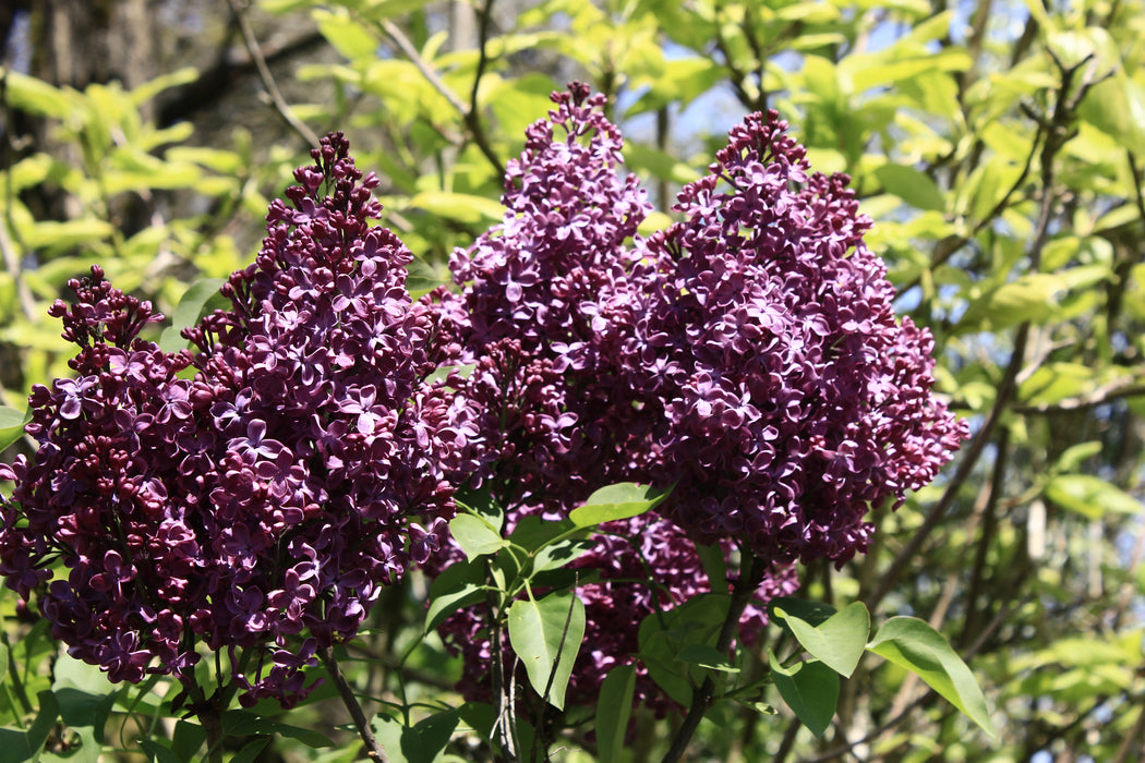 Syringa vulgaris ‘Burgundy Queen' Lilac Tree