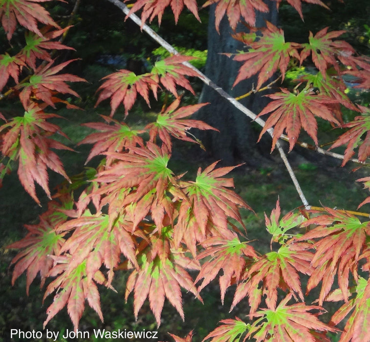 Acer shirasawanum 'Palmatifolium' Full Moon Japanese Maple