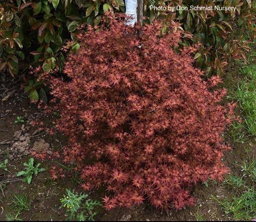 Acer palmatum 'Otaha' Dwarf Pink Japanese Maple