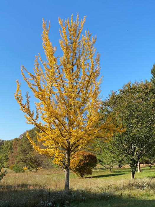 Ginkgo biloba 'Magyar' Male Ginkgo Tree