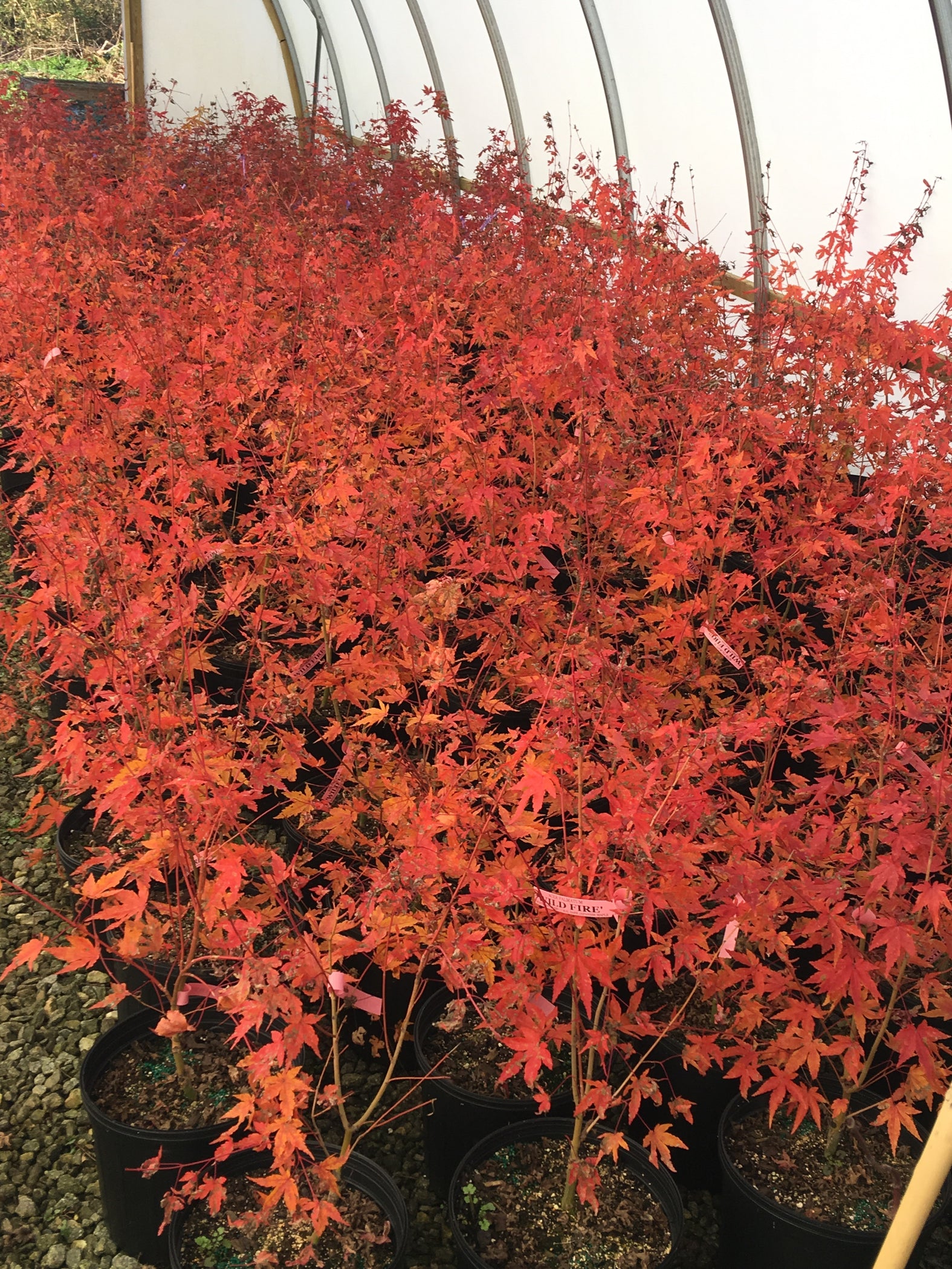 Buy Acer palmatum 'Wildfire' Coral bark Winter Interest Japanese Maple ...