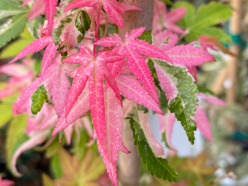 - Acer palmatum 'Ilarian' Japanese Maple - Mr Maple │ Buy Japanese Maple Trees