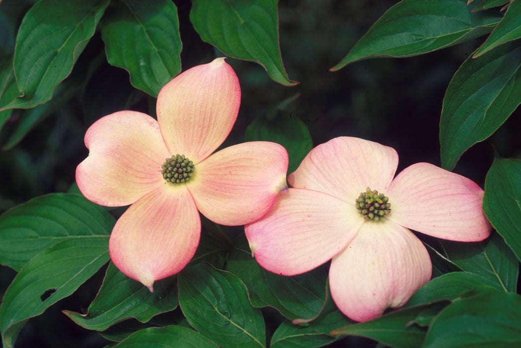 Cornus kousa 'Rutgan' Stellar Pink™ Pink Flowering Chinese Dogwood