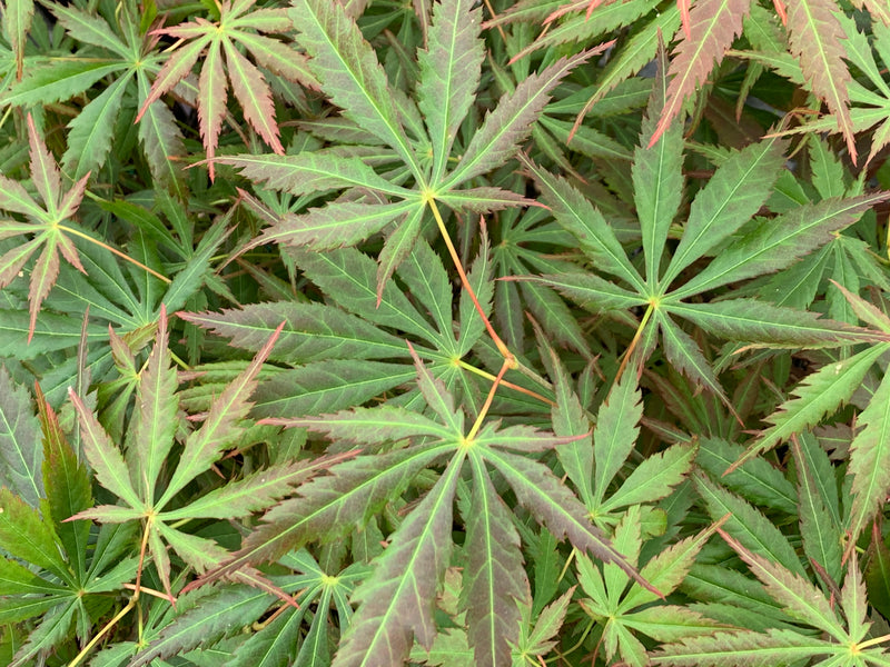 - Acer shirasawanum 'Bronze Age' Bronze Full Moon Japanese Maple - Mr Maple │ Buy Japanese Maple Trees