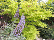 - Acer shirasawanum 'Jordan' Golden Full Moon Japanese Maple - Mr Maple │ Buy Japanese Maple Trees