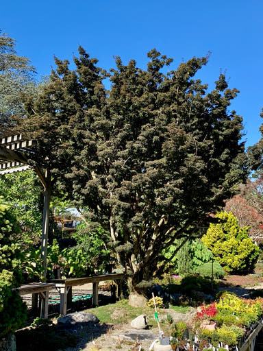 - Acer palmatum 'Shishigashira' Lion's Head Japanese Maple - Mr Maple │ Buy Japanese Maple Trees