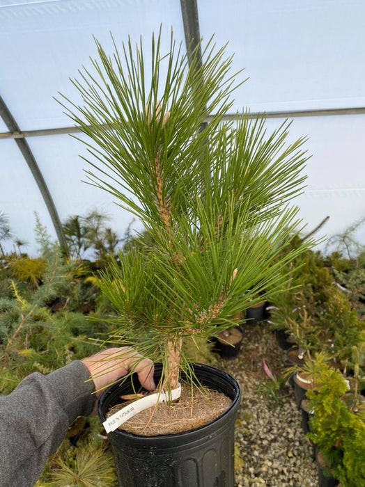Pinus thunbergii 'Yatsubusa' Dwarf Japanese Black Pine Tree