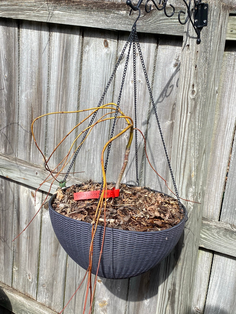 - Acer palmatum 'Fountain of Youth' Japanese Maple - Mr Maple │ Buy Japanese Maple Trees