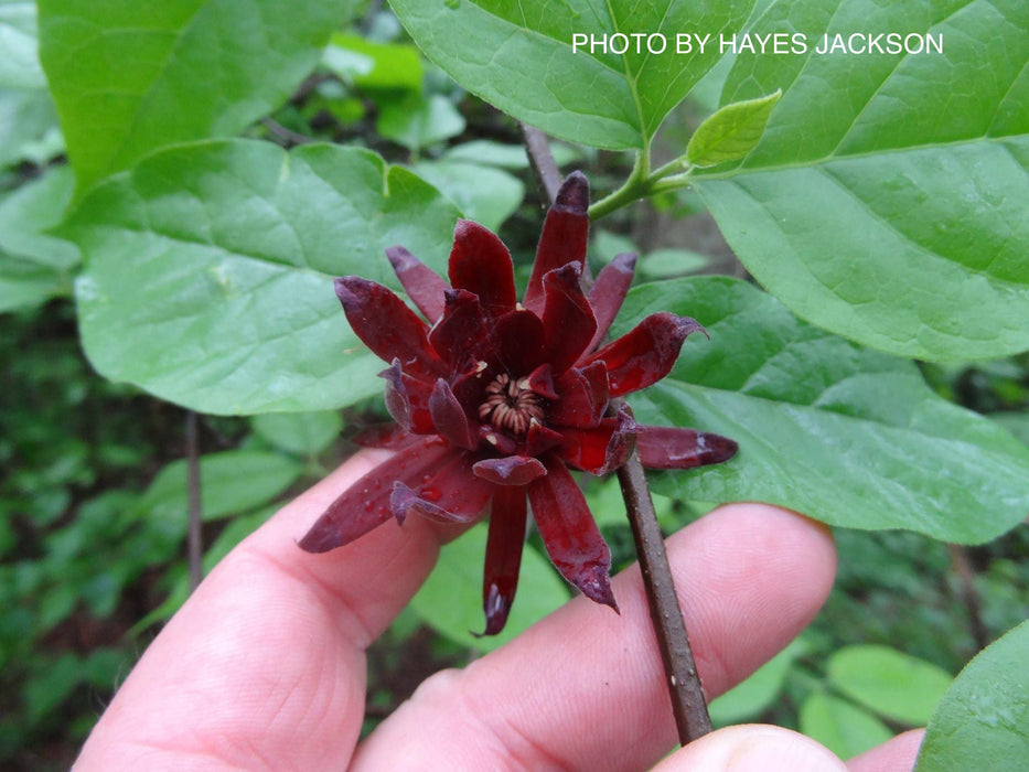 Calycanthus floridus 'Michael Lindsey' Sweet shrub
