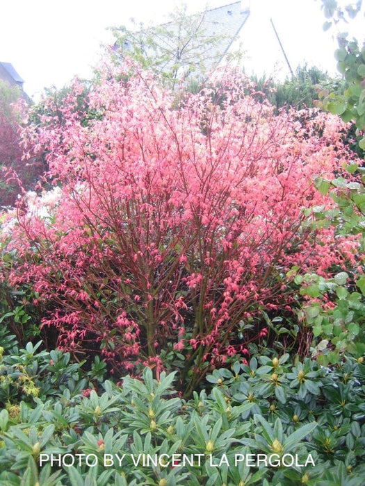 FOR PICKUP ONLY | Acer palmatum 'Beni tsukasa' Pink Spring Interest Japanese Maple | DOES NOT SHIP