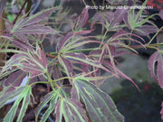 - Acer palmatum 'Manyo no sato' Japanese Maple - Mr Maple │ Buy Japanese Maple Trees