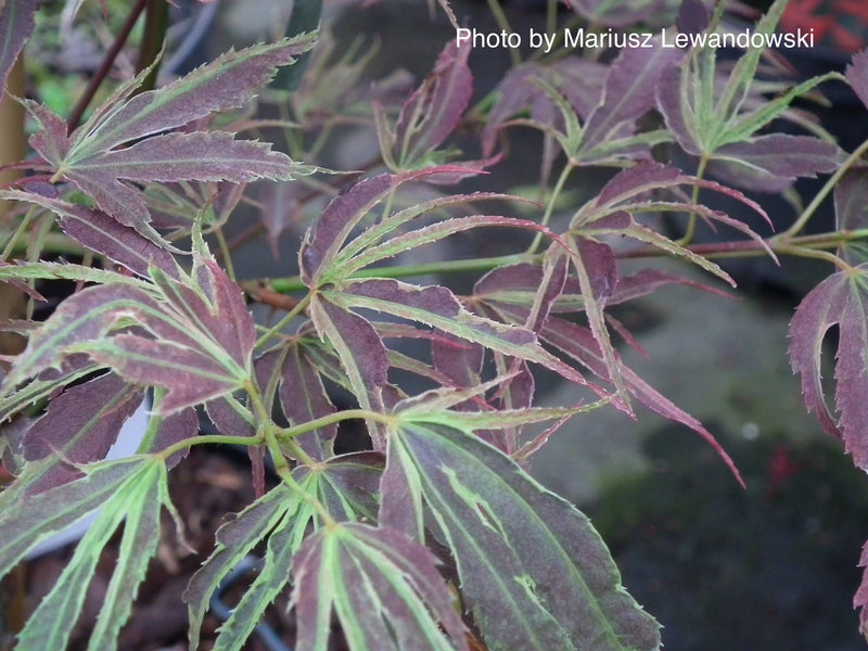 - Acer palmatum 'Manyo no sato' Japanese Maple - Mr Maple │ Buy Japanese Maple Trees