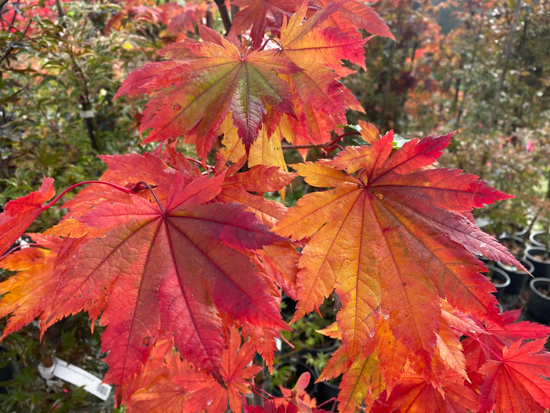 - Acer japonicum 'Vitifolium' Large Leaf Full Moon Japanese Maple - Mr Maple │ Buy Japanese Maple Trees