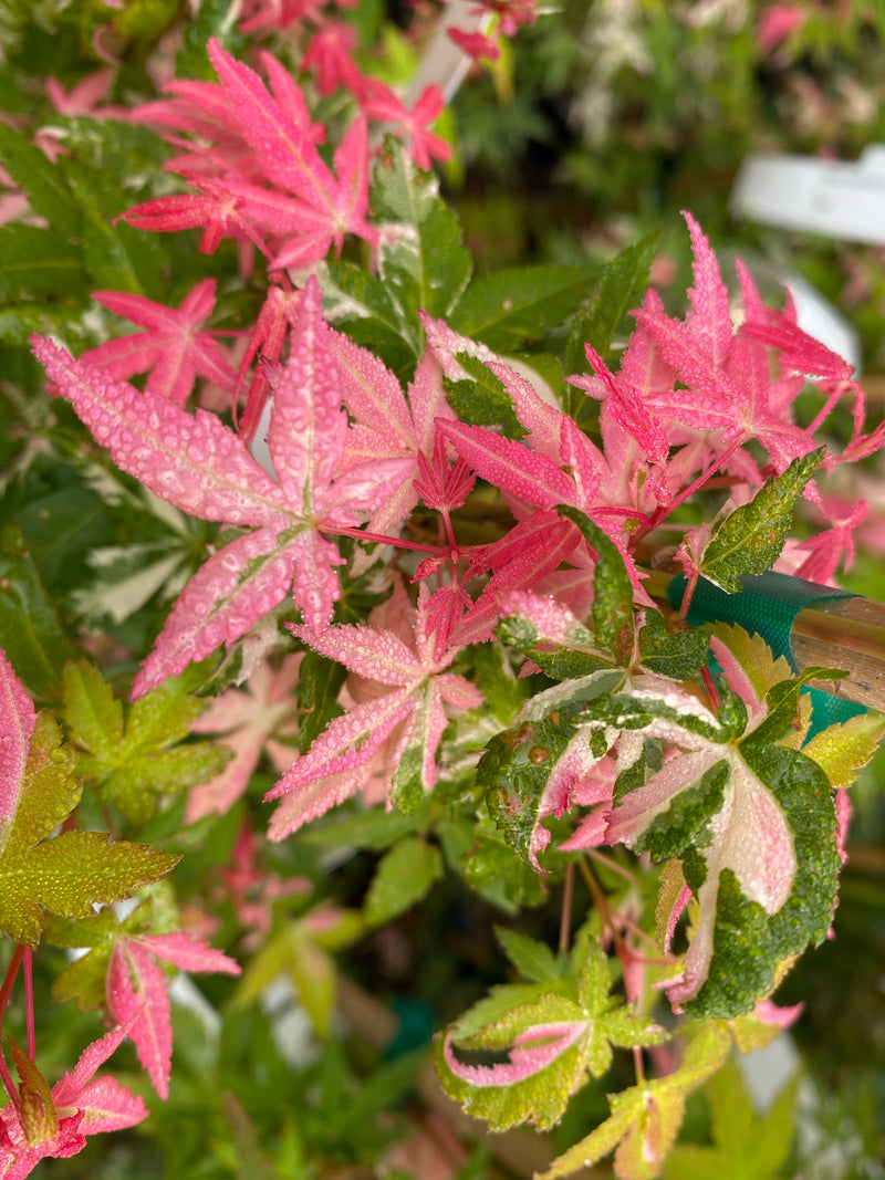 - Acer palmatum 'Ilarian' Japanese Maple - Mr Maple │ Buy Japanese Maple Trees