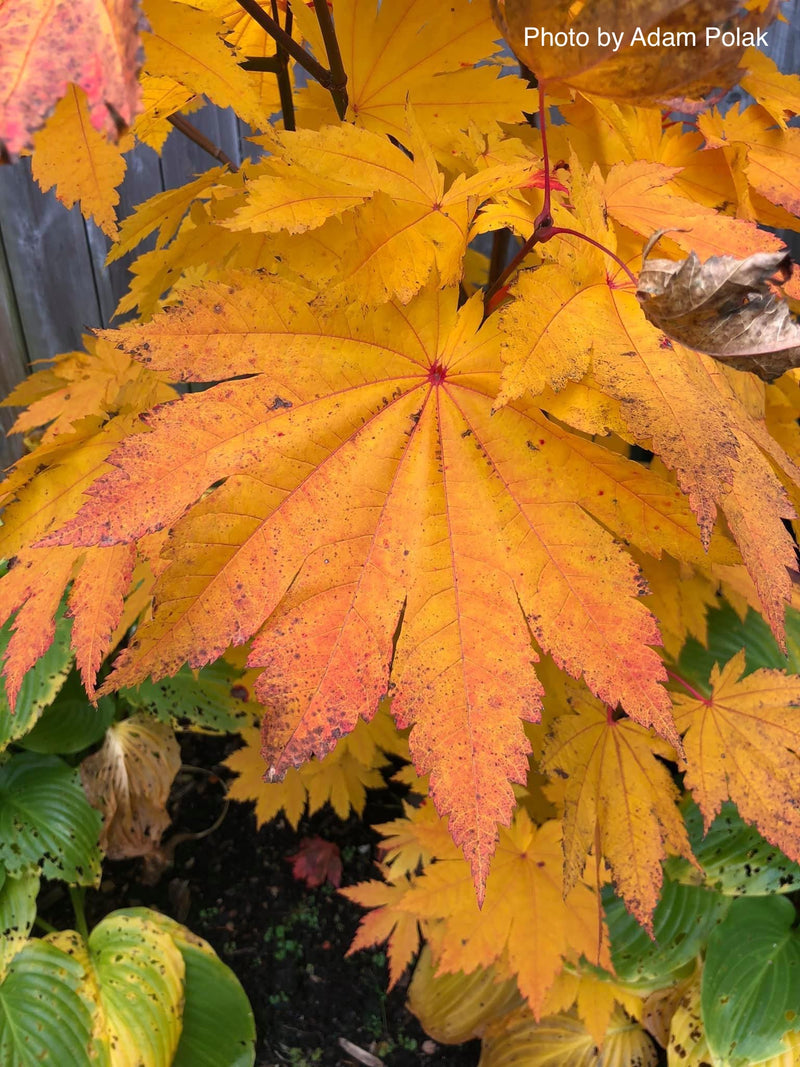 - Acer japonicum 'Vitifolium' Large Leaf Full Moon Japanese Maple - Mr Maple │ Buy Japanese Maple Trees