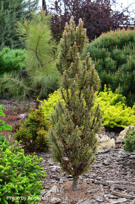 Pinus nigra 'Frank' Columnar Austrian Black Pine Tree
