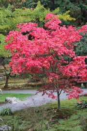 - Acer palmatum 'Osakazuki' Japanese Maple - Mr Maple │ Buy Japanese Maple Trees