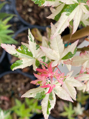 - Acer palmatum 'Ilarian' Japanese Maple - Mr Maple │ Buy Japanese Maple Trees