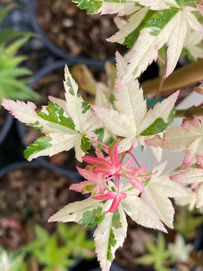 - Acer palmatum 'Ilarian' Japanese Maple - Mr Maple │ Buy Japanese Maple Trees